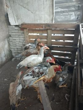 Aves indianos 