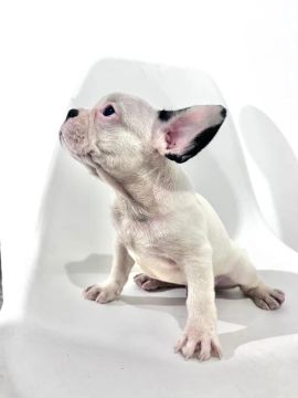 Filhote de Bulldog Francês 