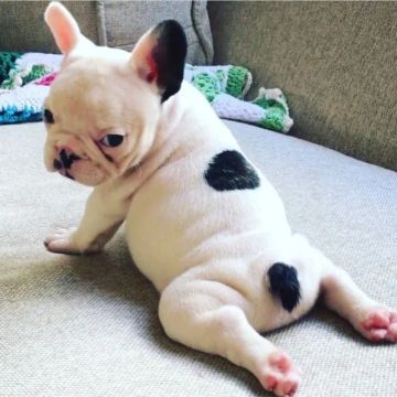 Bulldog frances pequeno gladiador do amor