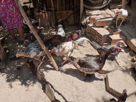 Patos e galinhas - venda de aves