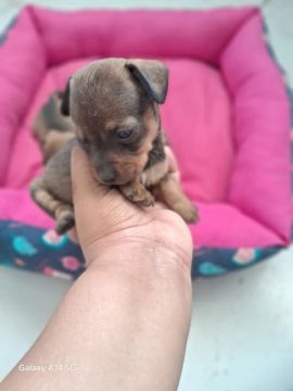 Filhotes de Pinscher Miniatura