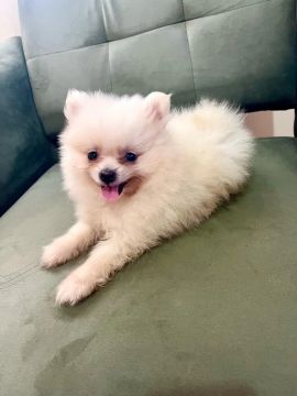 Machinho Spitz Alemão anão