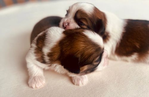 Shih Tzu