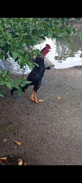 Galo de raça fibrada forte e saudável