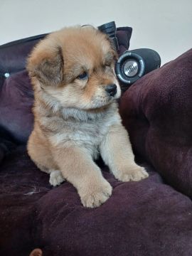 Filhote de Chow-Chow