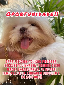 Casal de Shih Tzu com Pedigree - Oportunidade!