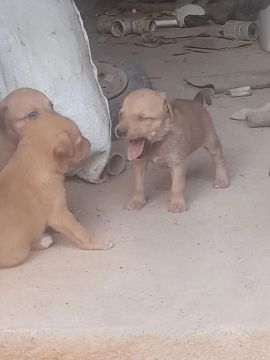Pra Doação 