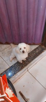 Linda Poodle TOY PURA