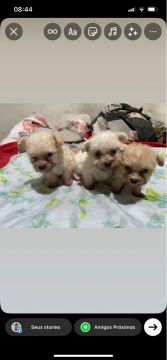 3 filhotes  fêmeas