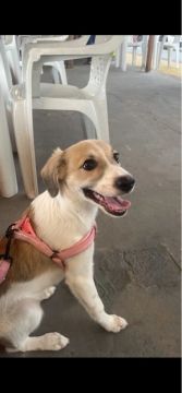 Cachorra para adoção 