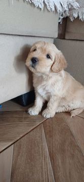 Filhote de poodle 
