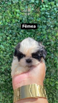 Shih Tzu filhotes disponíveis 