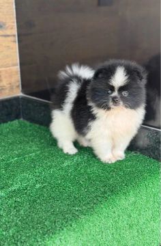 Lulu da Pomerania anao 