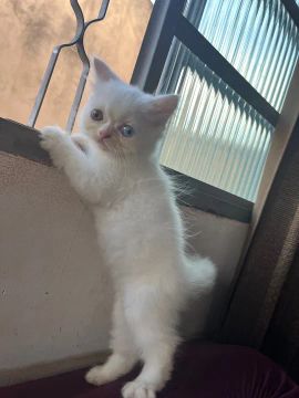 Gatinho persa branco
