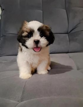 Filhote Shih Tzu - Lindíssimo