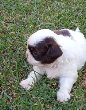 Machinho de Shitzu 