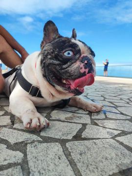 Bulldog francês exótico (CRUZA)