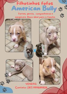 Filhotes de American Bully 