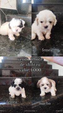 vendo filhote de shihtzu