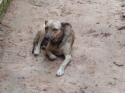 Cachorra Adorável Procurando Um Lar