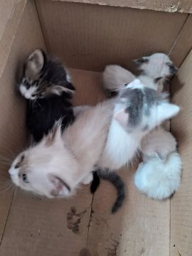 Gatinhos fofinhos para adoção