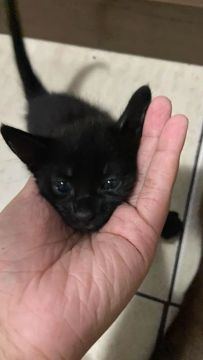 Gatinho preto lindo para adoção