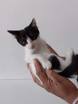 Gatinho Branco e Preto - Fofo e Brincalhão