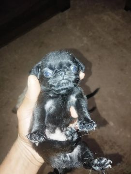 Pug raça pura