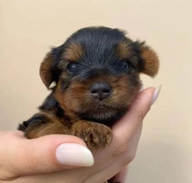Yorkshire Micro Terrier