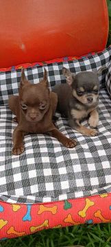 Dois filhotes de Chihuahua macho disponíveis 