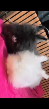 Filhotes de coelho Mini angora ingles!