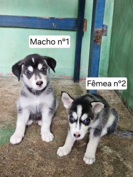 Filhote de Husky