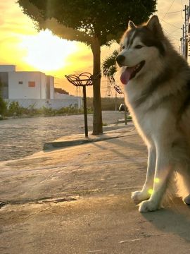 Husky Siberiano namorada 