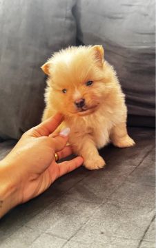 Filhote de Spitz Alemão