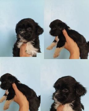 Filhotes de Shih Tzu - Lindos e Carinhosos