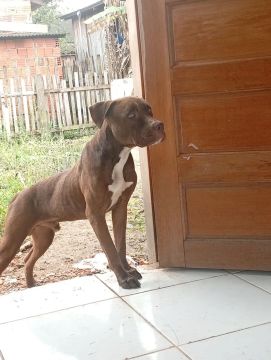 Pit Bull Dócil parceiro 