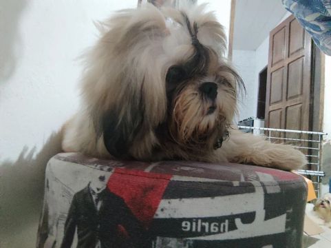 Shih Tzu Fofa Procura Lar