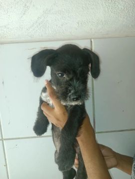 Poodle com Spitz alemão 