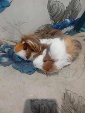 Vendo duas porquinhas peruana de raça 