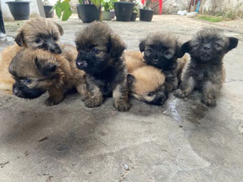 Filhotes de cães