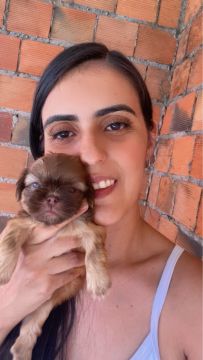Shih Tzu machos com pedigree 