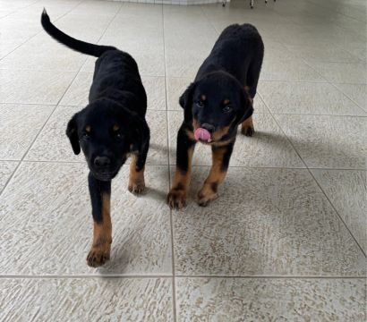 Rottweiler fêmea com carteira de vacinação 