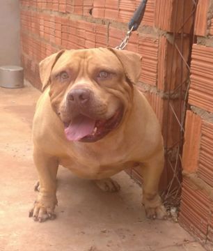 Vendo Pitmonster por motivo de mudança