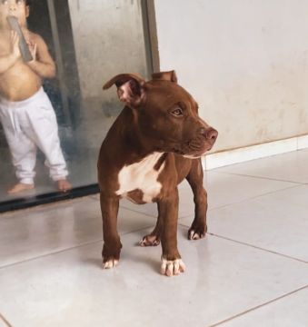 Filhote Pitbull