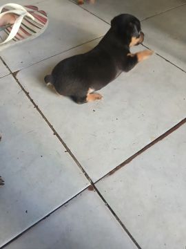Filhote de Pinscher