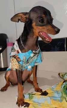 Pinscher macho procura namorada 