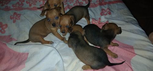 Filhotes de Pinscher - Lindos e Brincalhões