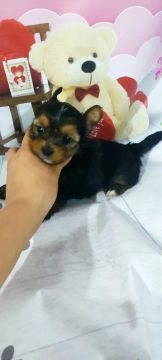 YORKSHIRE mini macho 