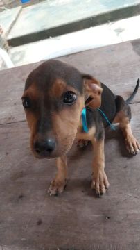 Doação de cachorro filhote (Porto velho-Ro)