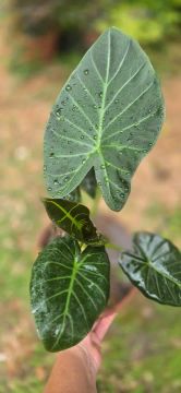 Planta Alocasia  folhagem exuberante!